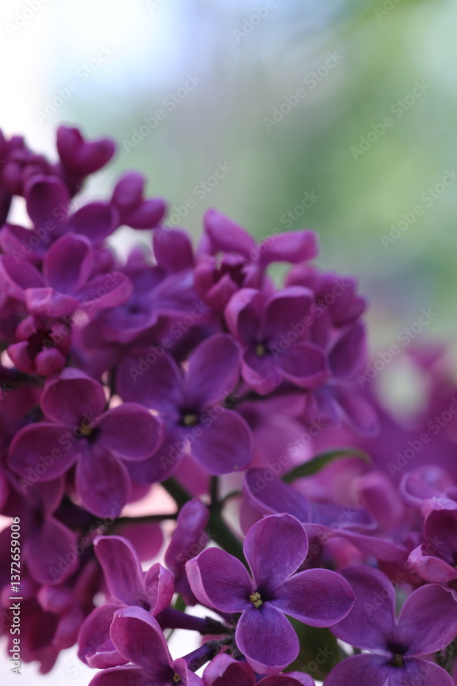 pink and white flowers lilac, spring vibes, spring flowers, lilac flow pink and white flowers lilac, spring vibes, spring flowers, lilac flow