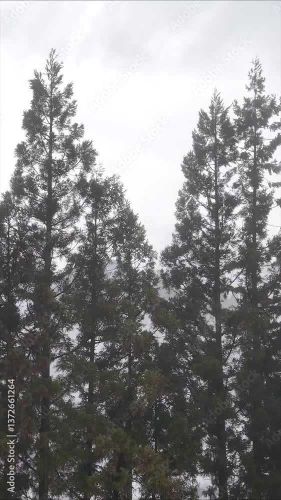 縦型動画　霧に包まれた森林　3月　東北　秋田県　移動撮影