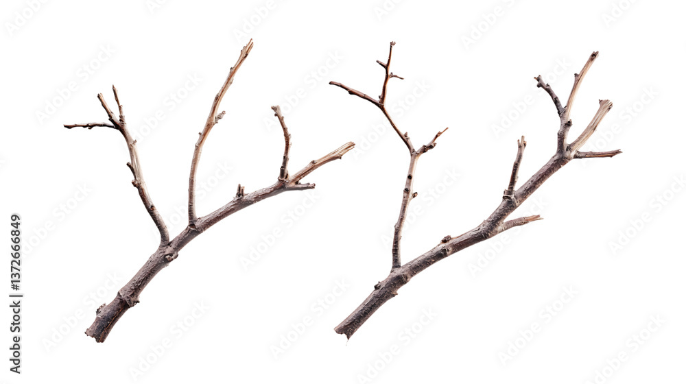 Dry Branches Set in Three Different Poses on Transparent Background for Nature Illustrations, Rustic Designs, or Minimalist Decor Dry Branches Set in Three Different Poses on Transparent Background for Nature Illustrations, Rustic Designs, or Minimalist Decor
