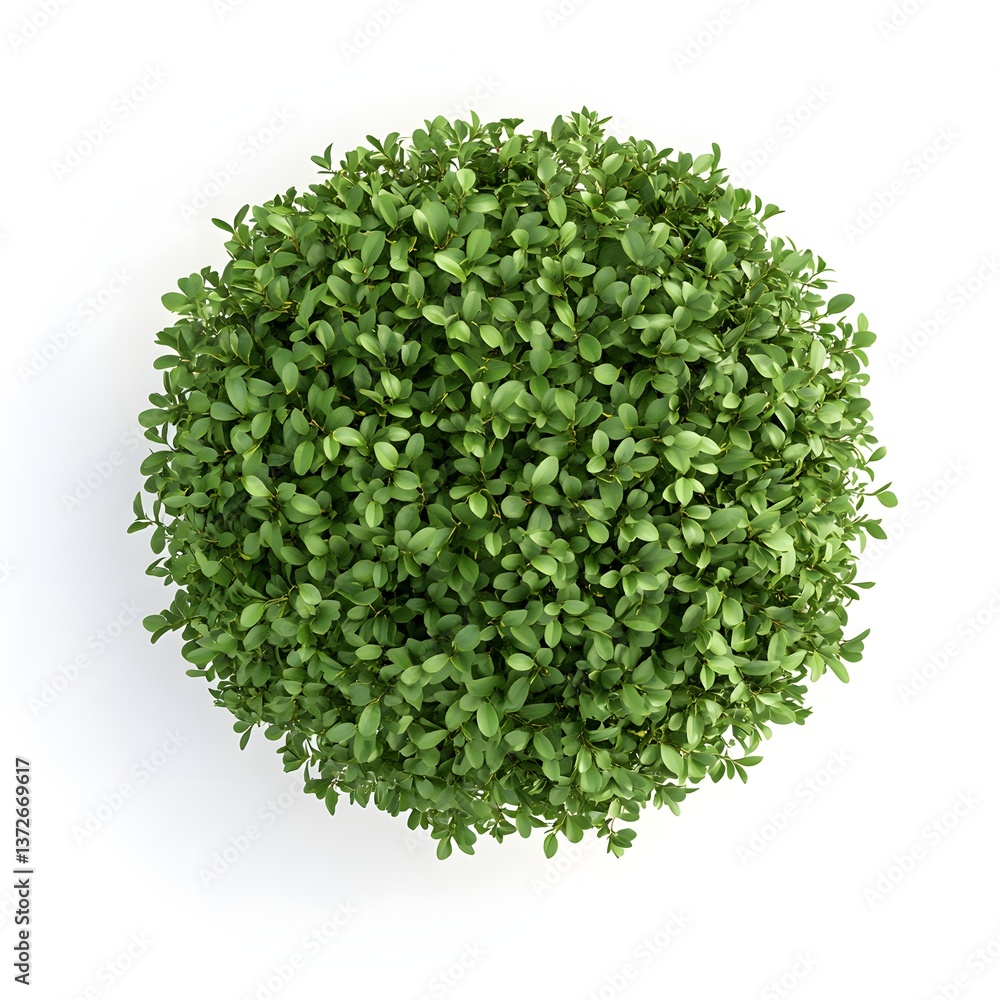 Lush Green Circular Plant Foliage Displaying Vibrant Nature and Fresh Growth on White Background Lush Green Circular Plant Foliage Displaying Vibrant Nature and Fresh Growth on White Background
