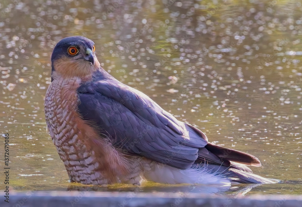 Fototapeta premium Eurasian Sparrowhawk, (Accipiter nisus), male standing in a waterhole, Jhalana Leopard Reserve, Jaipur, Rajasthan, India,