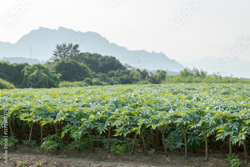 こんにゃく畑の風景
