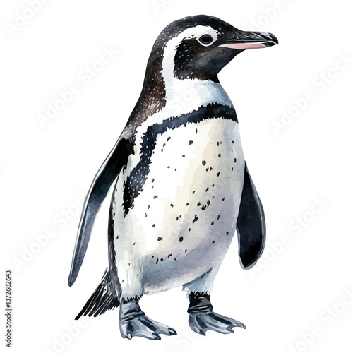A watercolor vector of a Magellanic penguin, isolated on a white background. Magellanic penguin vector.

