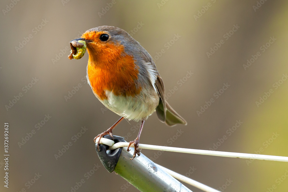Robin wild bird close up with worms in the beak Robin wild bird close up with worms in the beak