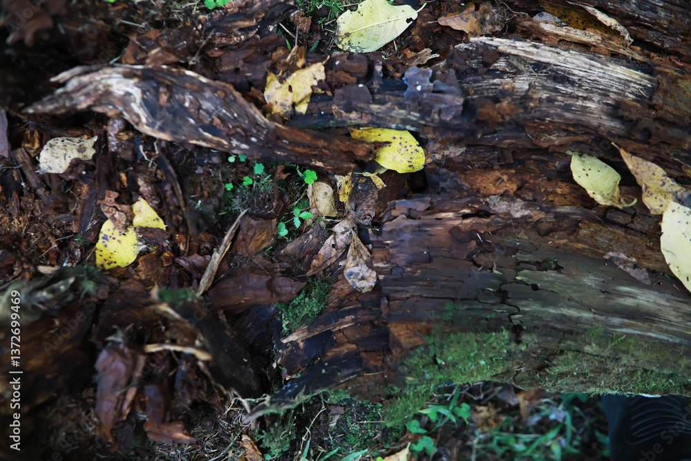 Obraz premium Close-up of Decaying Tree Trunk with Fallen Leaves and Moss in Forest