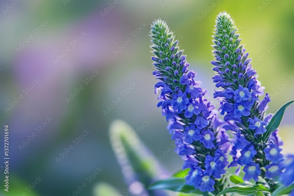 Fototapeta premium Close-Up of Beautiful Veronica Flower Spikes with Vibrant Blue Blooms in a Lush Summer Garden Background
