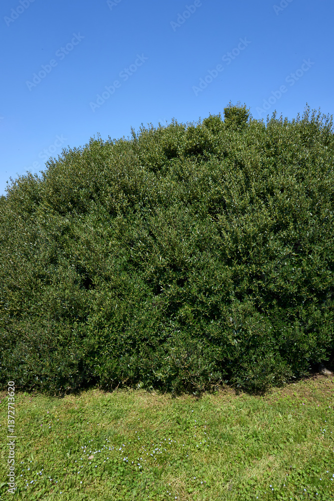 Phillyrea angustifolia shrub
Phillyrea angustifolia shrub