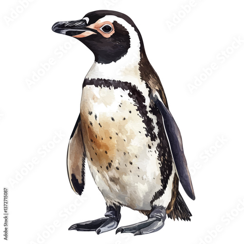 A watercolor vector of a Humboldt penguin, isolated on a white background. Humboldt penguin vector.


