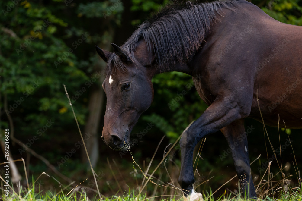 Pferd sucht frisches Gras