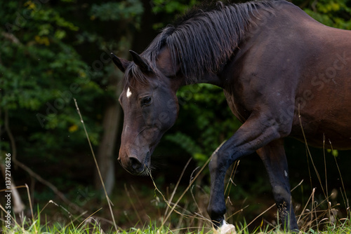 Obraz na płótnie Pferd sucht frisches Gras w salonie