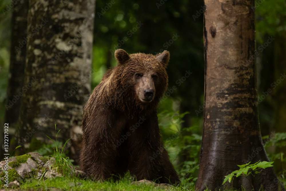 Braunbär in Slowenien
