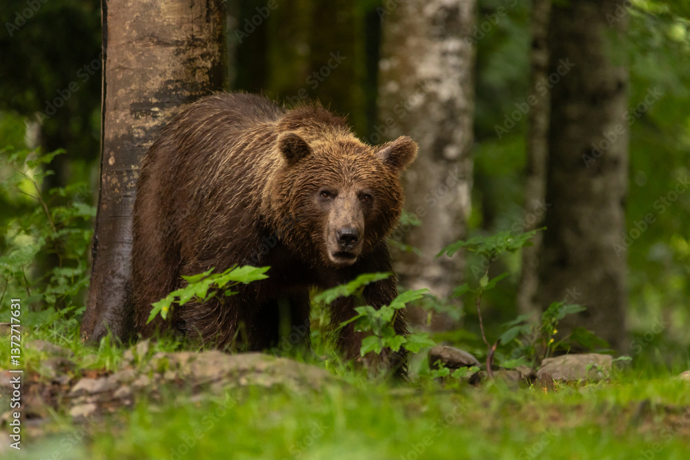 Braunbär in Slowenien