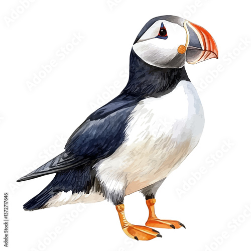 A watercolor vector of a horned puffin, isolated on a white background. Horned puffin vector.

