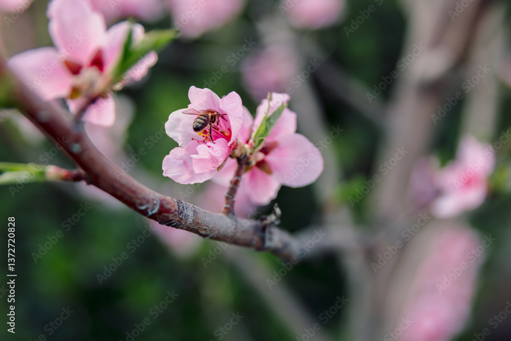 Fototapeta premium Peach tree blossoms in full bloom, delicate pink flowers on branches and bee collecting nectar. Springtime dreamy scene.
