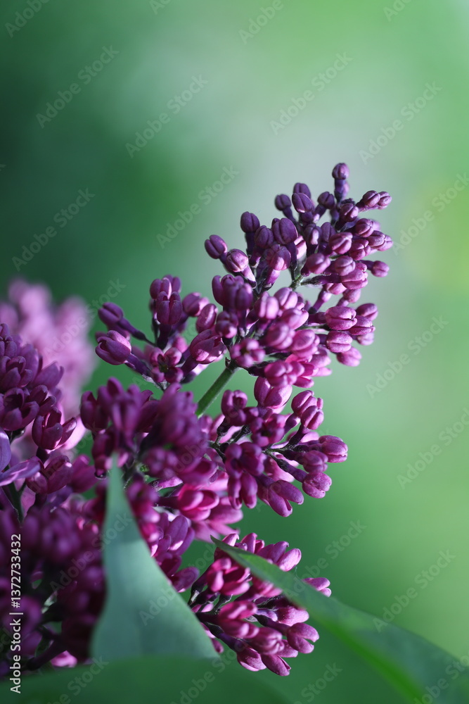 Obraz premium pink and white flowers lilac, spring vibes, spring flowers, lilac flow