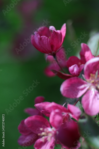 close up of a pink flower, spring flowers in the garden