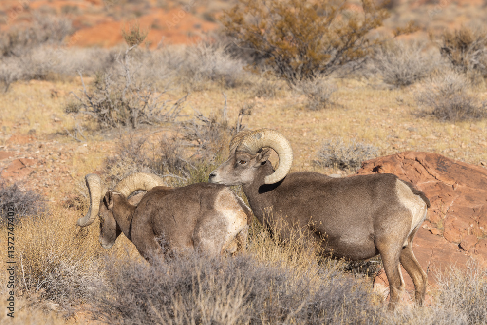 Desert Bighorn Sheep Rams in the Nevada Desert in Winter Desert Bighorn Sheep Rams in the Nevada Desert in Winter