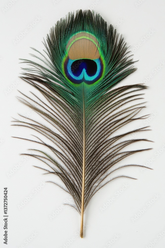 Obraz premium Elegant peacock feather displaying iridescent colors on a white backdrop in a studio setting showcasing natural beauty and delicate texture