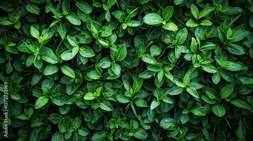 Wallpaper Mural Lush green foliage close-up nature plant photography outdoor aerial view serenity in greenery Torontodigital.ca
