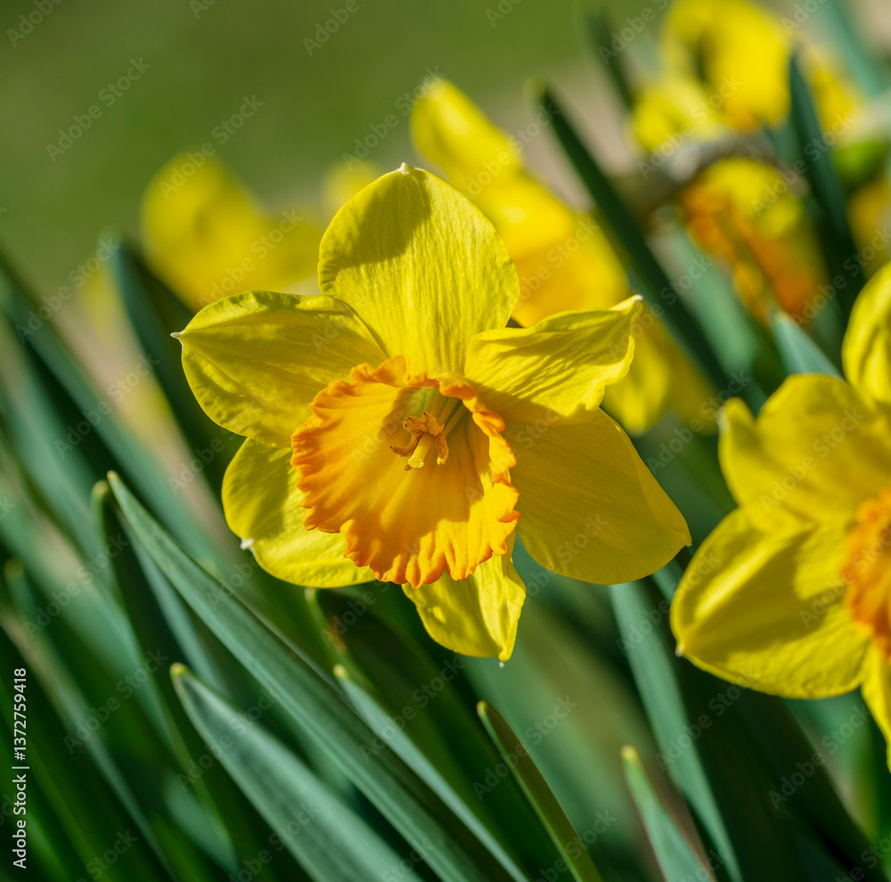 narcisă (Narcissus) narcisă (Narcissus)