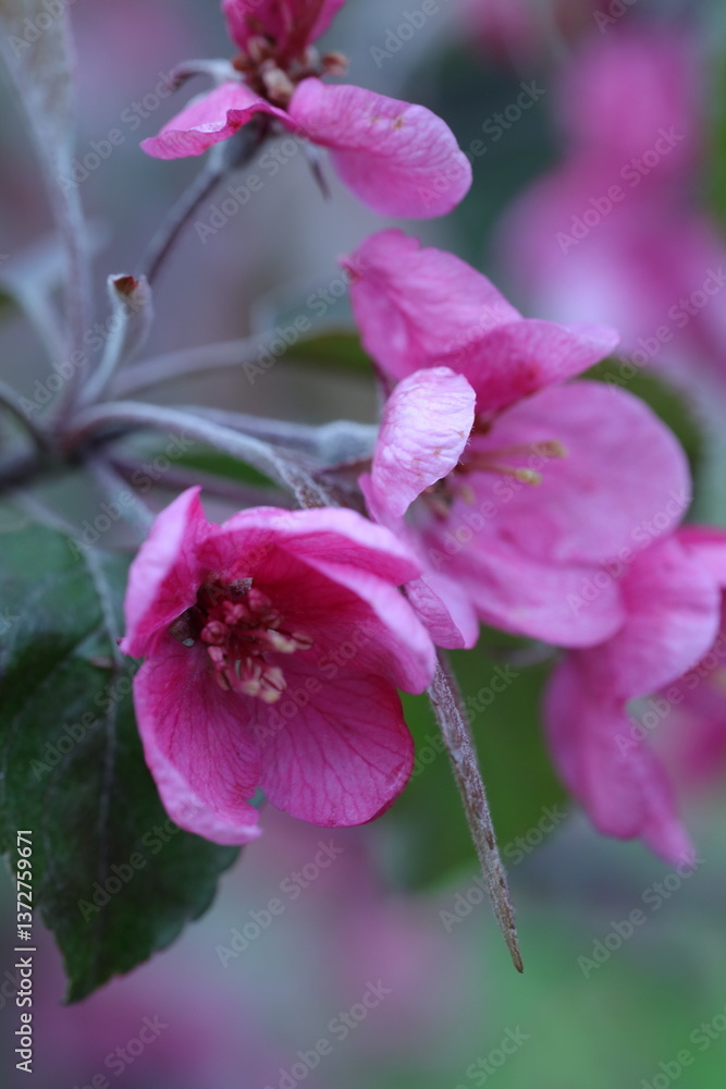 Fototapeta premium close up of a pink flower, spring flowers in the garden