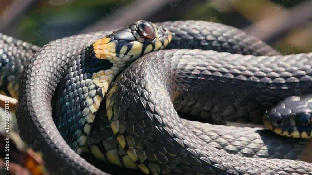 Grass Snakes Resting on Branch in Springtime Grass Snakes Resting on Branch in Springtime