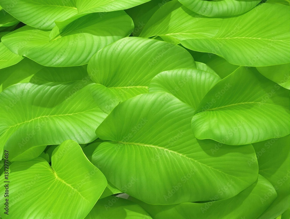 A bunch of green leaves are arranged in a pattern A bunch of green leaves are arranged in a pattern