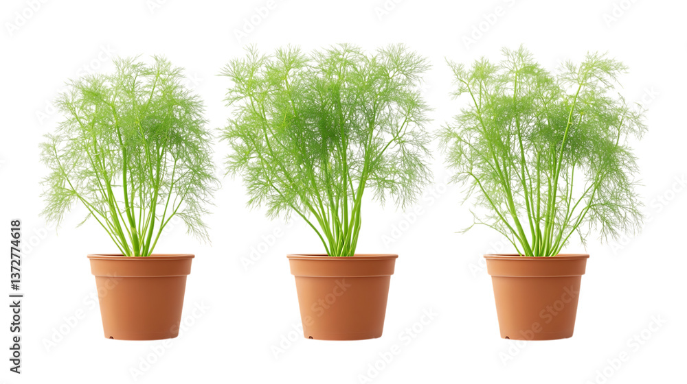 Fototapeta premium Fennel Plant in Pot Set in Three Different Poses on Transparent Background for Gardening, Herbal Remedies, or Organic Farming Concepts
