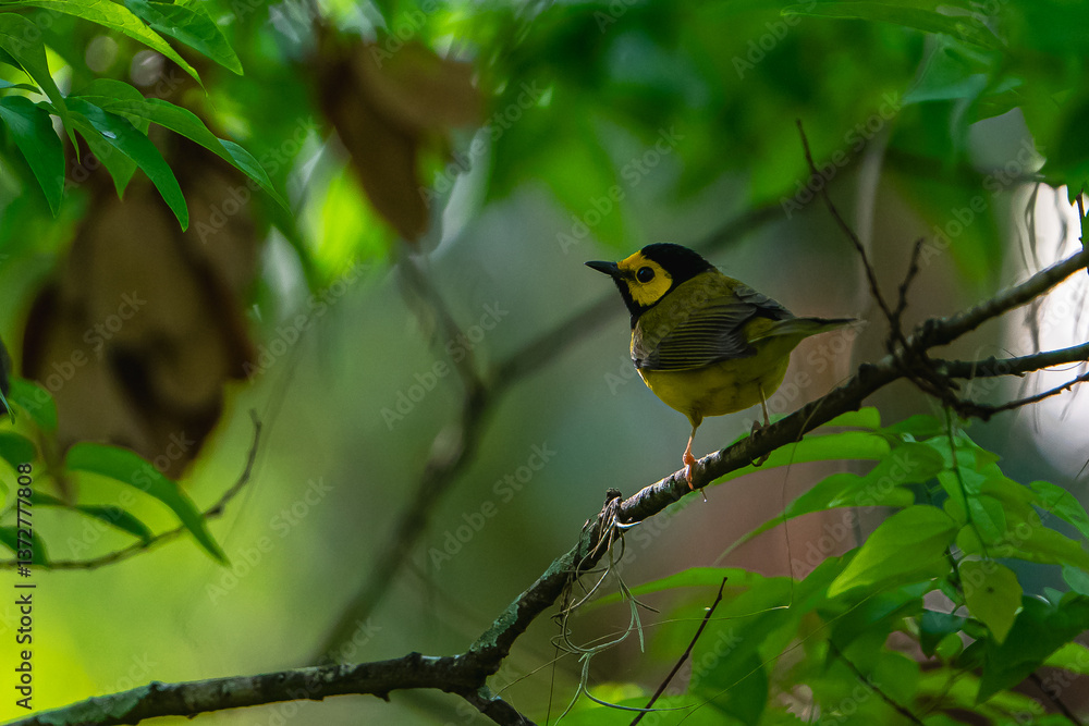 Hooded Warbler perched on a branch. Hooded Warbler perched on a branch.