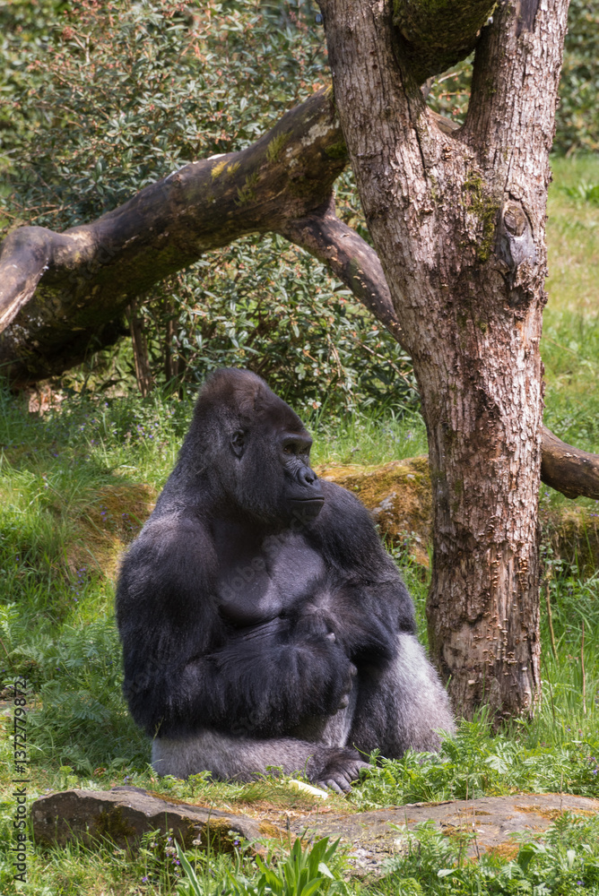 Fototapeta premium Gorillas,Gorilla gorilla, are ground-dwelling great apes