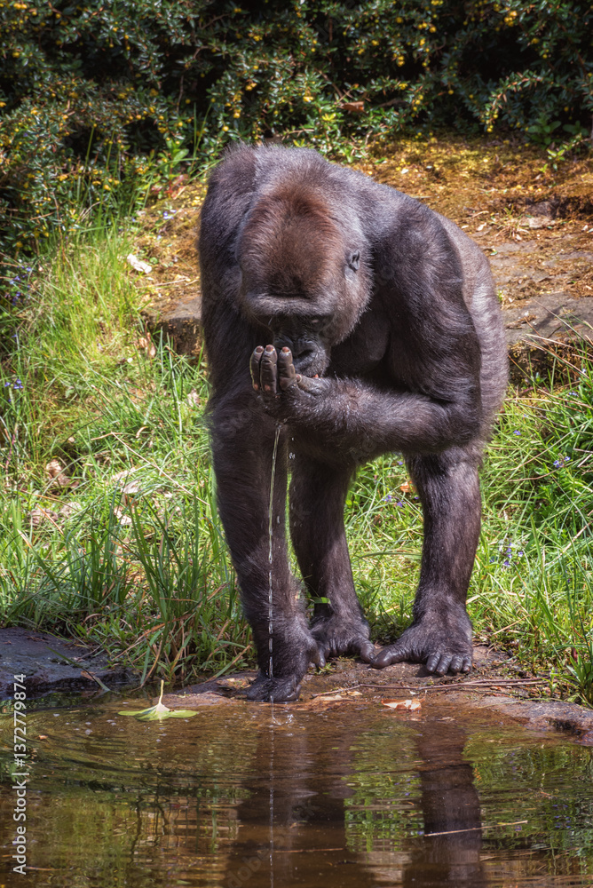 Fototapeta premium Gorilla, a ground-dwelling great ape, by the river