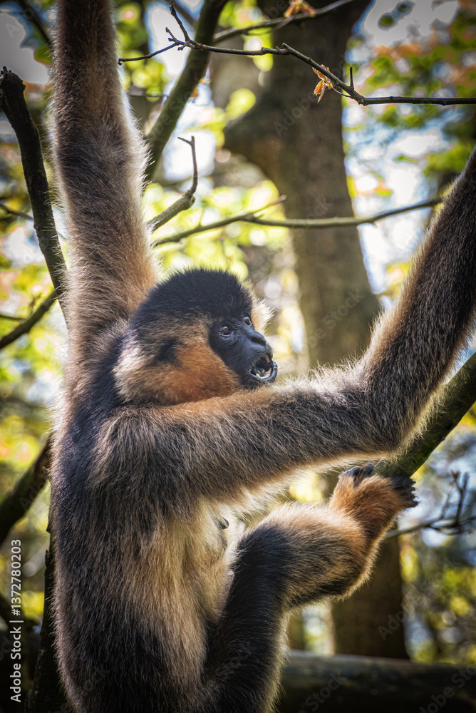 Fototapeta premium Northern white-cheeked gibbon, Nomascus leucogenys. Females are reddish-tan in color with a crest of black or dark brown fur. Vertical photo