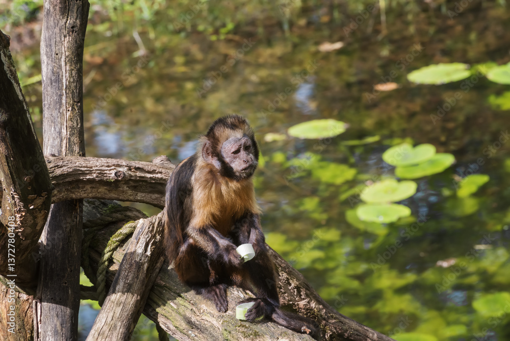 Fototapeta premium Funny day with monkeys, from the forests of Bolivia to the rainforest of Madagascar