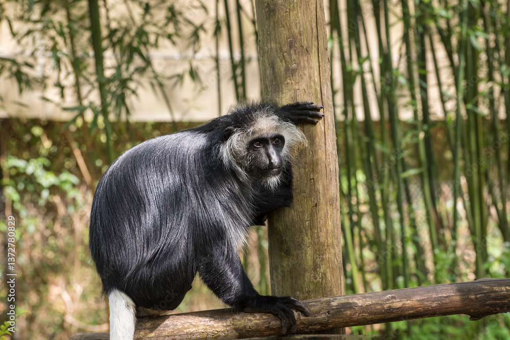 Fototapeta premium From the forests of Bolivia to the rainforest of Madagascar: face to face with monkeys