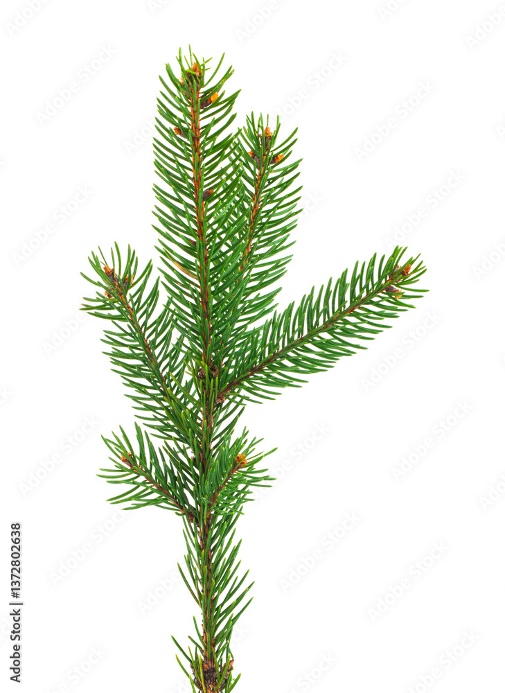 Green fir tree branch isolated on white background. Green fir tree branch isolated on white background.
