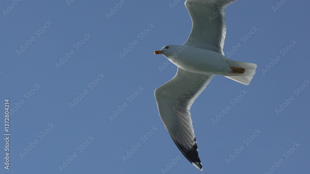Obraz premium Seagull Flight Sky Coastal Bird Migration: Soaring Seabird, Daytime, Wildlife.