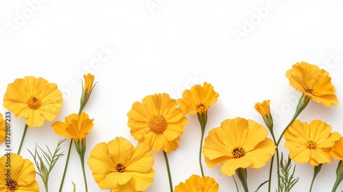 Wallpaper Mural Vibrant Yellow Flower Border on White Background Torontodigital.ca