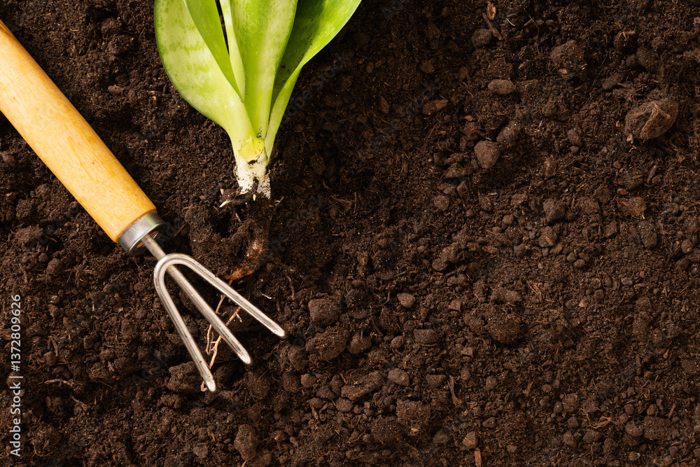 Garden hand cultivator and planting flower on soil. Season gardening and work. Hand rakes. Hobby. Close up.