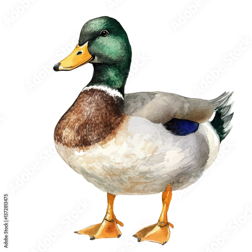 A watercolor vector of a duck, isolated on a white background. Duck vector.

