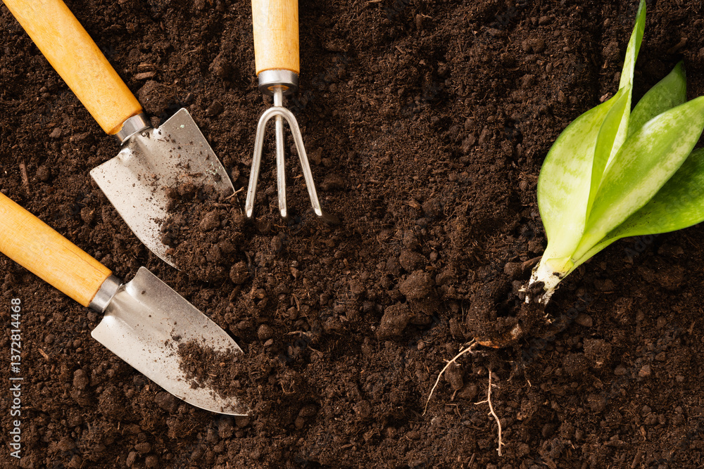 Garden hand cultivator and planting flower on soil. Season gardening and work. Hand rakes. Wood Small Sized Hand Cultivator. View from above. Copy space.