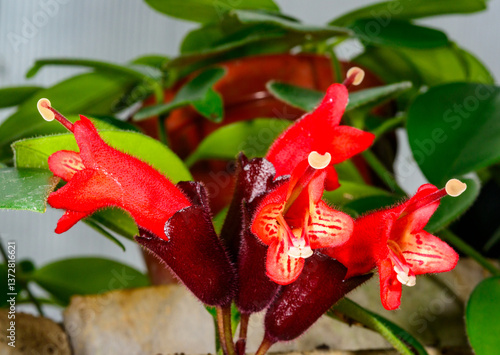 Lipstick plant Aeschynanthus pulcher, Beautiful tubular red flowers of a tropical ornamental plant in a botanical collection