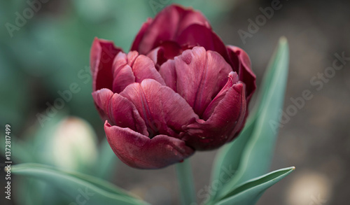Wallpaper Mural Velvety texture of a double tulip in full bloom. The deep burgundy petals, layered and ruffled, create a sense of luxurious depth and volume. Torontodigital.ca