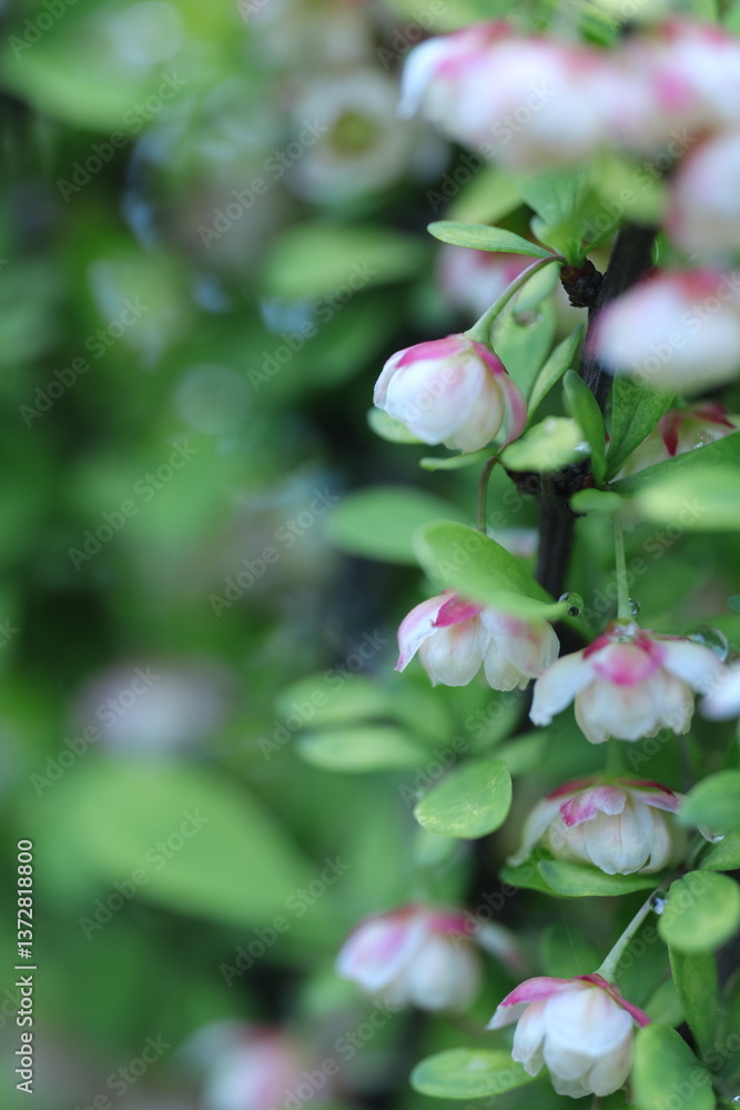 Obraz premium flowers in the garden