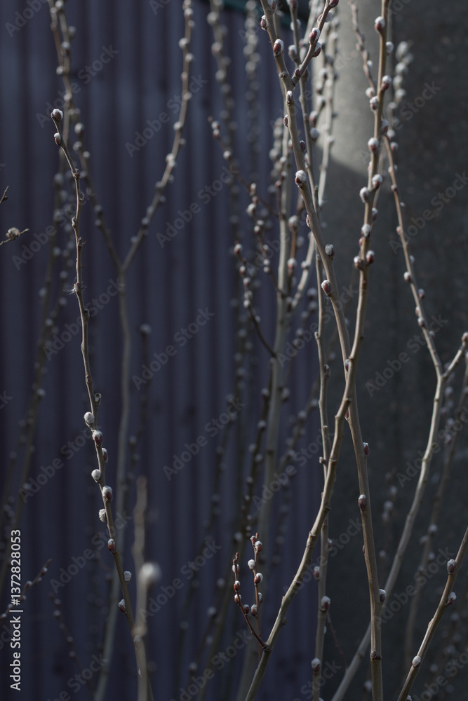 Fototapeta premium branches of tree