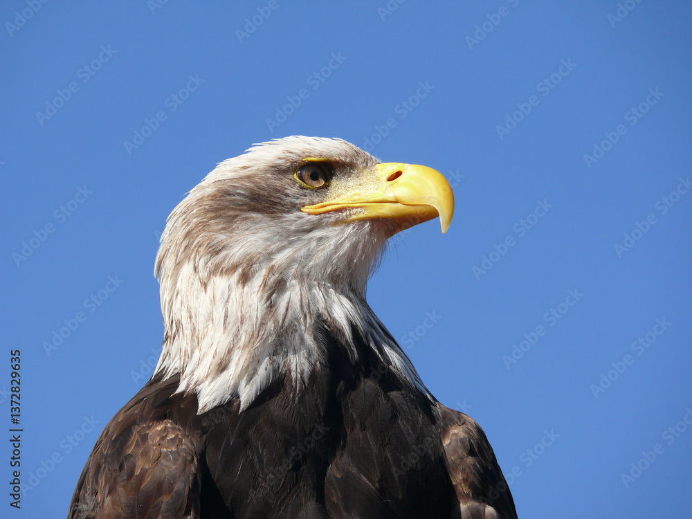 Adler im Profil Adler im Profil