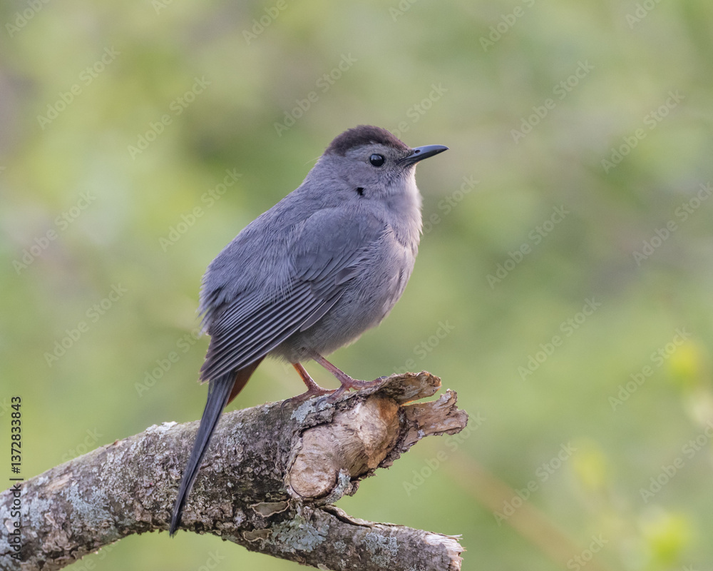 A Gray Catbird perched out on the tip of a broken branch A Gray Catbird perched out on the tip of a broken branch