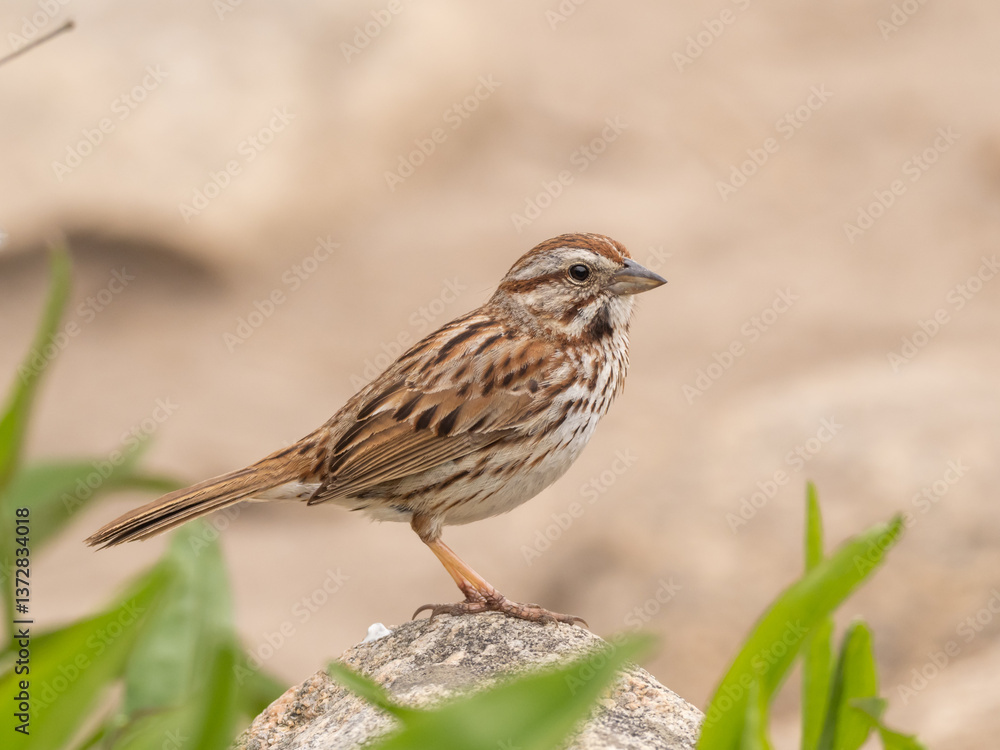 A close up of a Song Sparrow perched up on the top of a rock A close up of a Song Sparrow perched up on the top of a rock