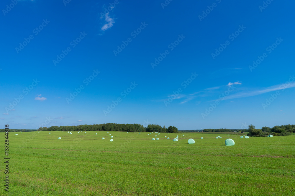 Fototapeta premium Green fields and hay bales, harvesting feed for cattle, Belarus.
