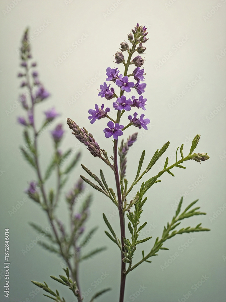 Obraz premium A single, tall and elegant Vervain flower branch