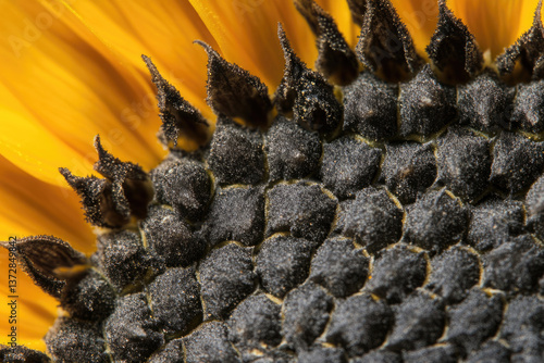 Close up of sunflower